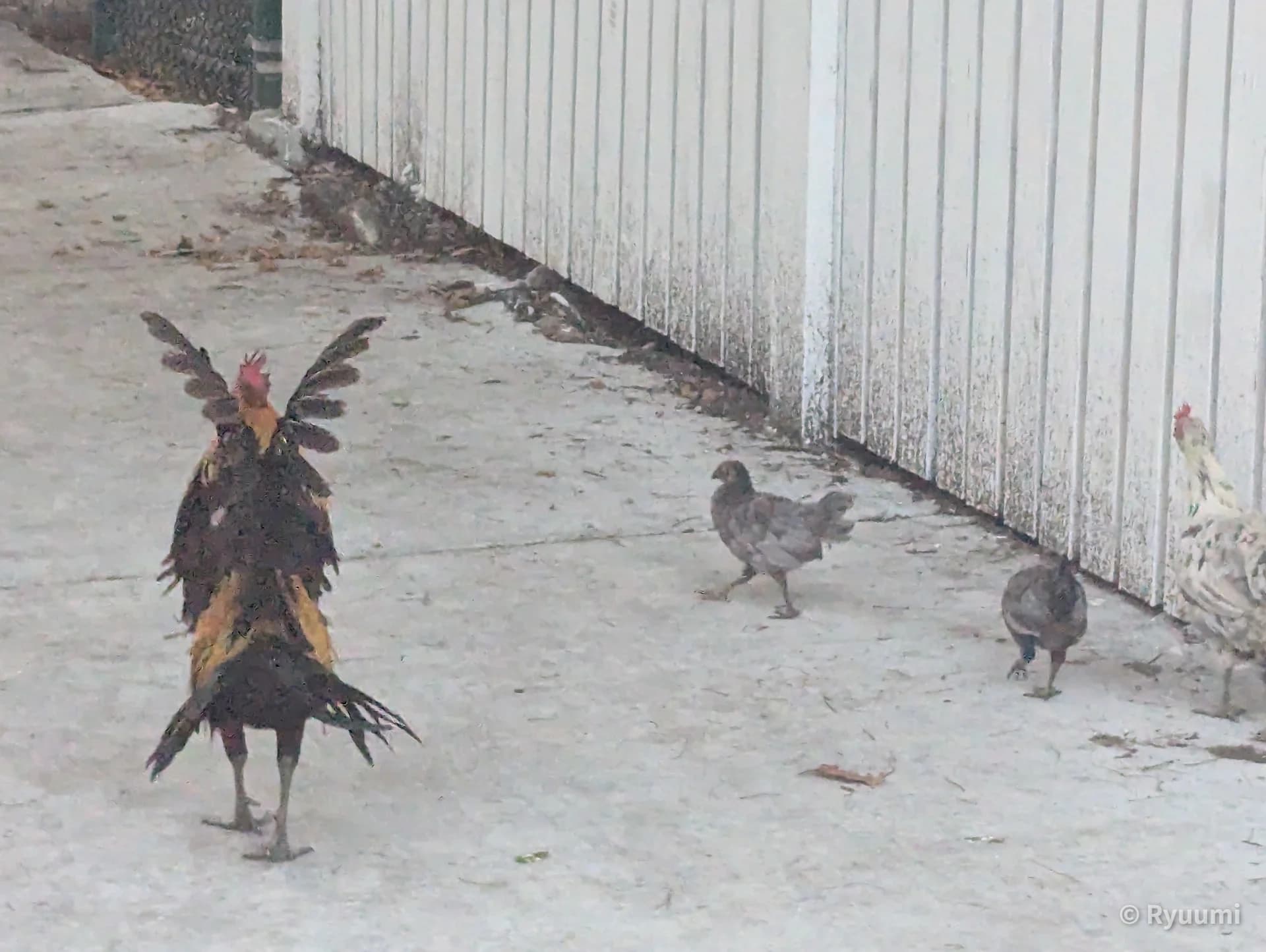 Key West Sightseeing: Historic Streets Feeling the Tropical Breeze Sub 2