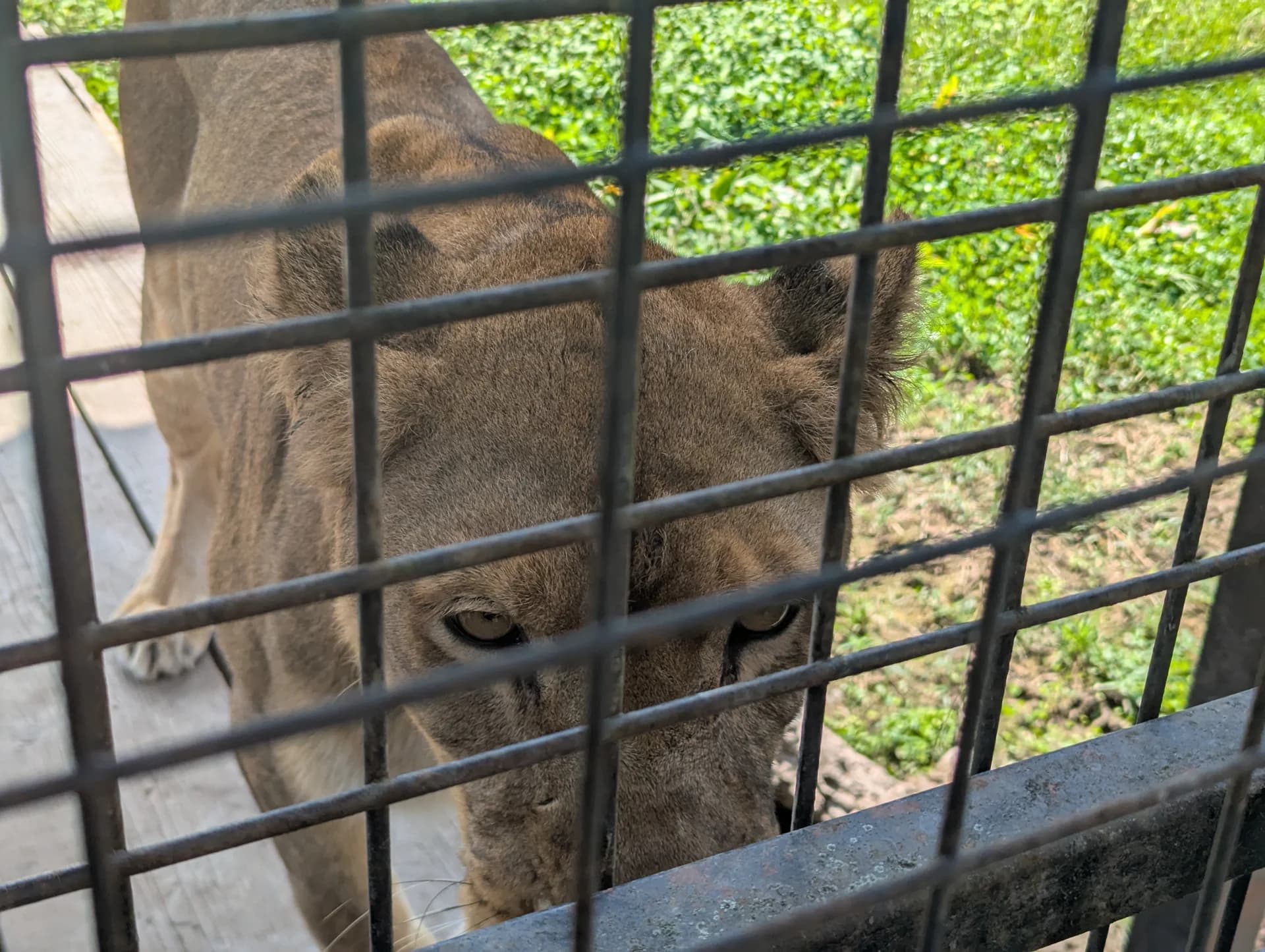 A Thrilling Experience on the Wild Ride: Feeding Meat to Lions! Sub 2