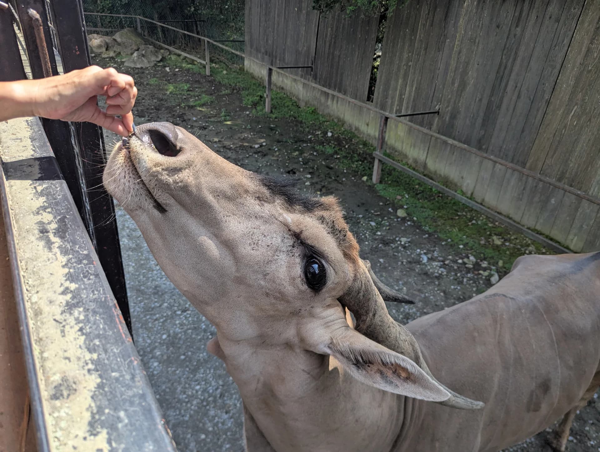Close-up Communication with Herbivores Sub 2