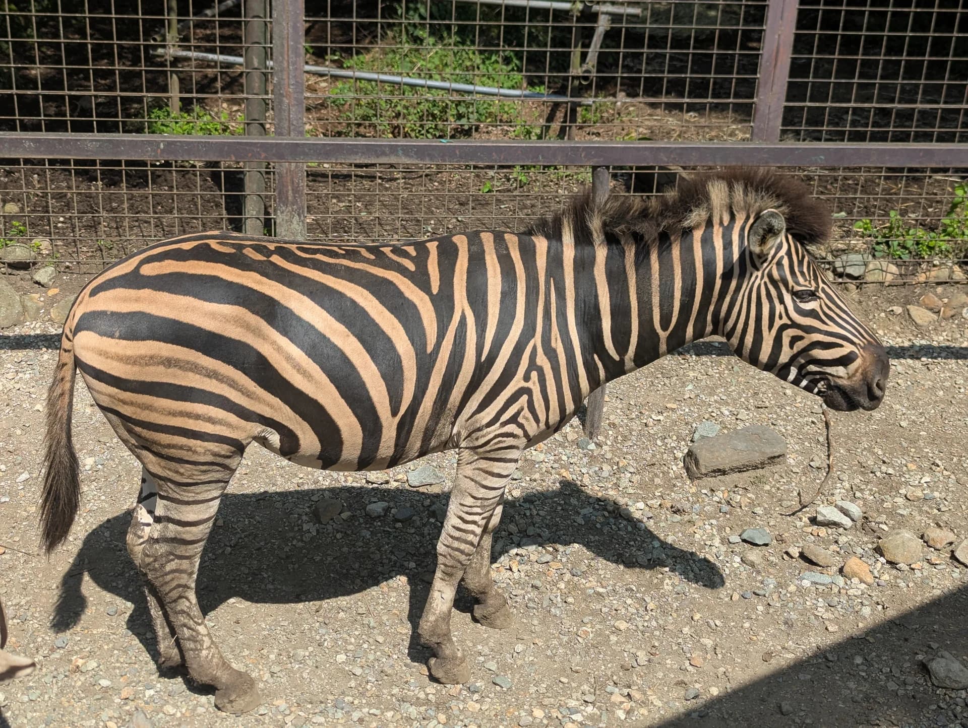 Close-up Communication with Herbivores Sub 3