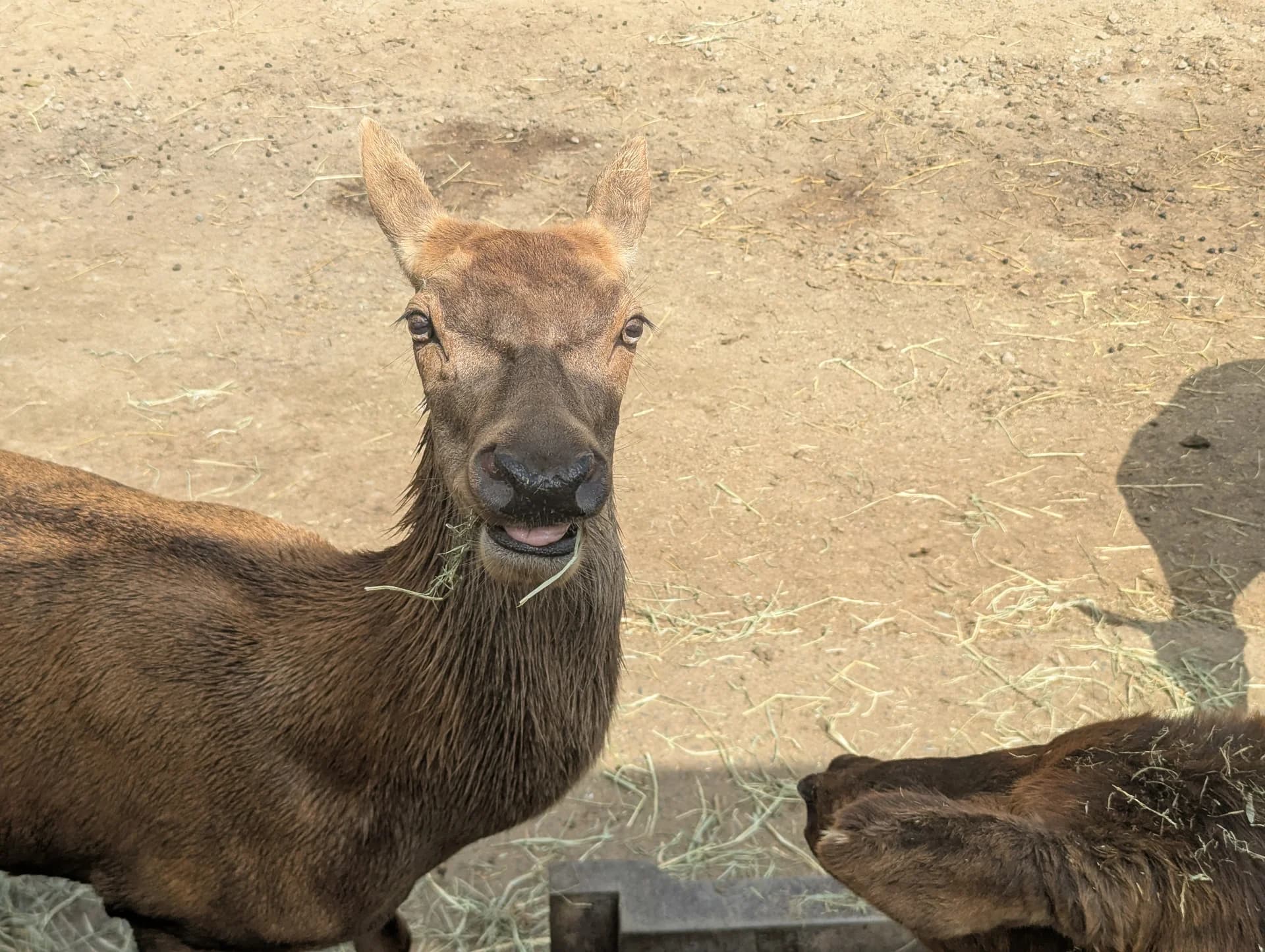 Close-up Communication with Herbivores Sub 5