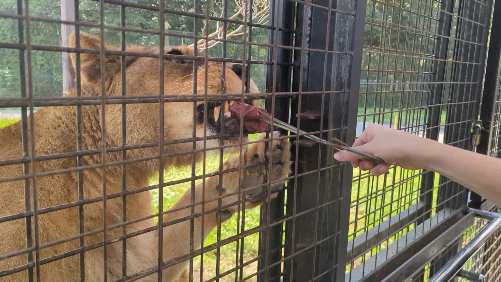 Experience the Best of Nasu Highlands! From Breathtaking Hikes to Overwhelming Safari Adventures