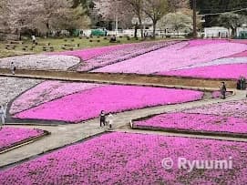 秩父の春を味わい尽くす!芝桜と絶品グルメ、秘湯の宿を巡る癒やし旅